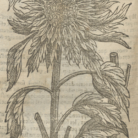 Herbe au Soleil mondre que la precedente, de Lobel.