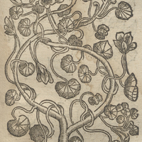 Fleur Sanguine de Peru, ou Cresson estranger de Myconius.