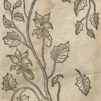 Cresson des Indes de Dodonée.