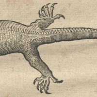 Iguanas
