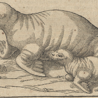 Walrus