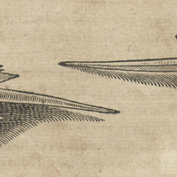 Signoc ou Siguenoc (Limulus polyphemus)