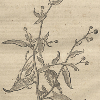Plante