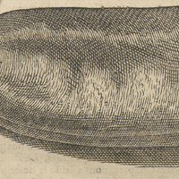Lobe de Wingandecauw