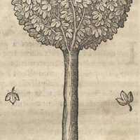 Sassafras
