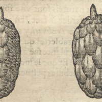Quauhtlepopot ou palmier de montagne
