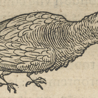 Huitzitzil ou colibri piqueté