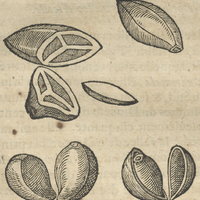 Huitzpacotl, fruit du Mesquite