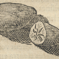Fruit du cacao