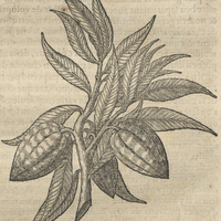 Rameau et cabosse de cacao