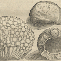Amandes