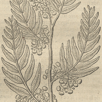 Schinus Mulli ou Mollé ou Arbres du Pérou