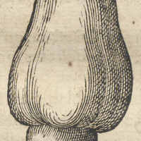 Cajou