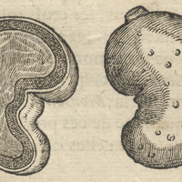 Noix de cajou