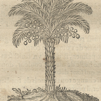 Palmier du Brésil