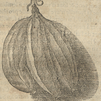 Fruit du Pocoaire, le Pacoba