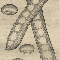 Gousse avec des haricots