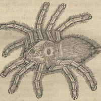Phalange monstrueux