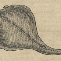 Puraque ou torpille