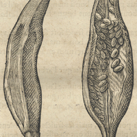 Karouata