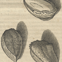 Ademonie totocke ou Totocifera arbor Orellanensium