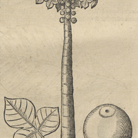 Papaia