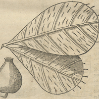 Plante sans nom