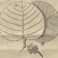Plante sans nom
