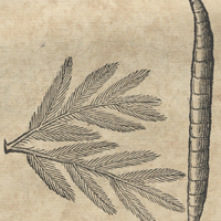 Plante sans nom