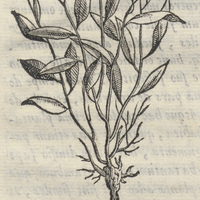 Coapatli