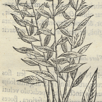 COAPATLIS TEOITZTLÆ. Coapatlis II.