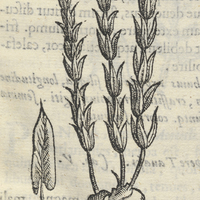 COAPATLIS DETEPEQVAQVILCO. Coapatlis III.