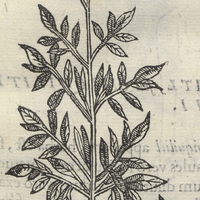 ACOCOTLIS