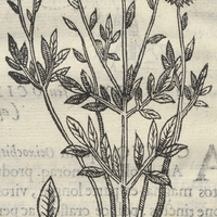 ACOCOTLIS alia Icon.