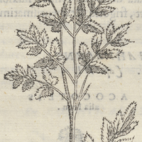 ACOCOTLIS Ligustici facie.