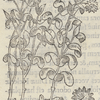 Atepocapatlis