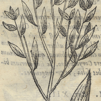 Cassia Lignea, Cinnamomo