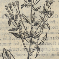 COAPATLIS QVAVHNACENSIS. Coapatlis IIII.