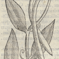 Tlilxochtl ou araco aromatico