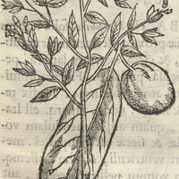 Hoitziloxitl Arbore Lonchifolia