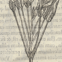 Hucuuiro salvifolia