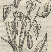 TomahuactLacopatli Aristolochia Mexicana