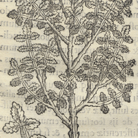 Copalli Quahuitl ou Arbore gummifera. Copallifera I
