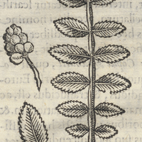 Copalli Quahuitl PatLahoac ou arbore copalli Latifolia. Copallifera II