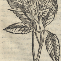 Xochicopalli ou copalli florenti ou Xarapizqua. Copallifera VIII.