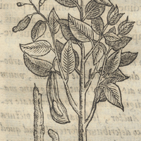 Hoitziloxitl ou de Arbore Balsami Indici. Balsamifera I