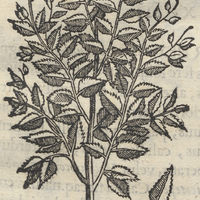 Tecomahaca