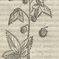 Xochiocotzo, Quahuitl ou Arbore Liquidambari Indici