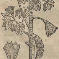 Xiloxochitl. Flore CapilLaceo
