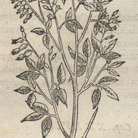 Tlalamatl Arbor Vomitoria.